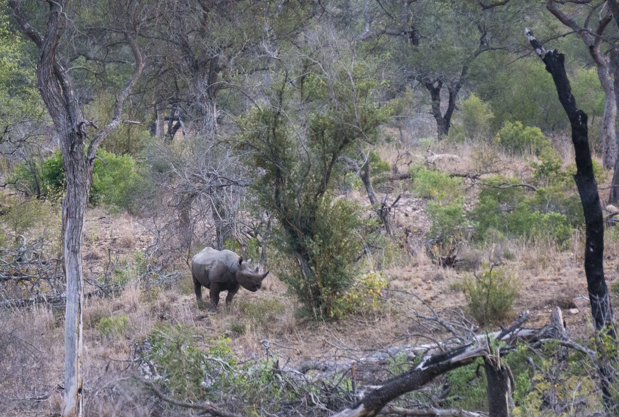 Zuid Afrika Safari Krugerpark