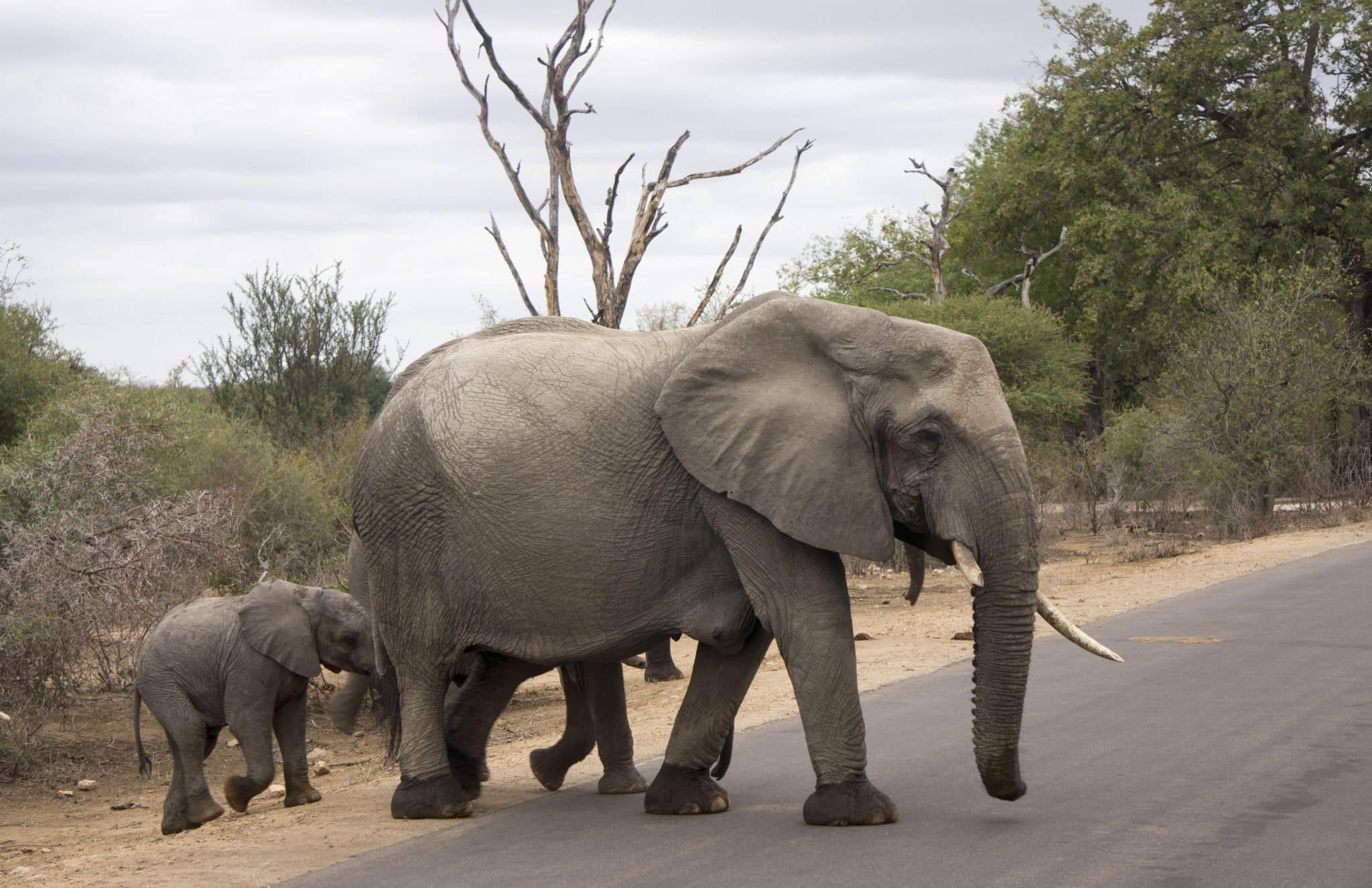 Zuid Afrika Safari Krugerpark