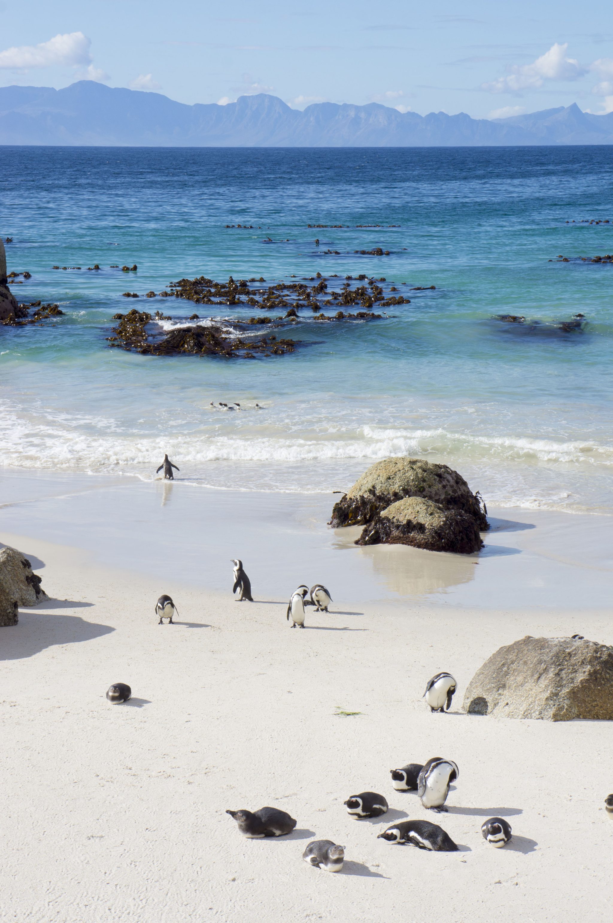 Boulders Beach Zuid Afrika