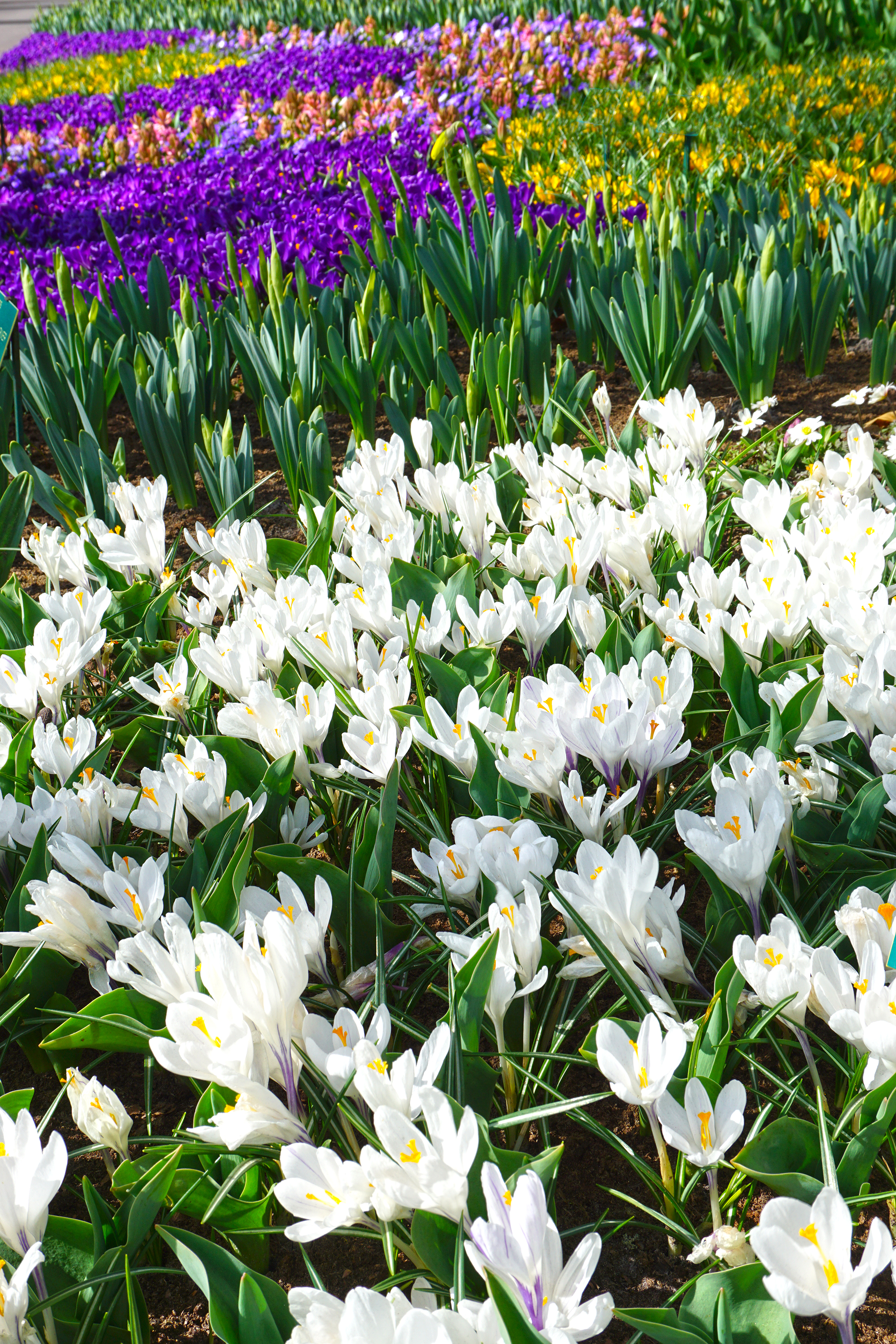Keukenhof