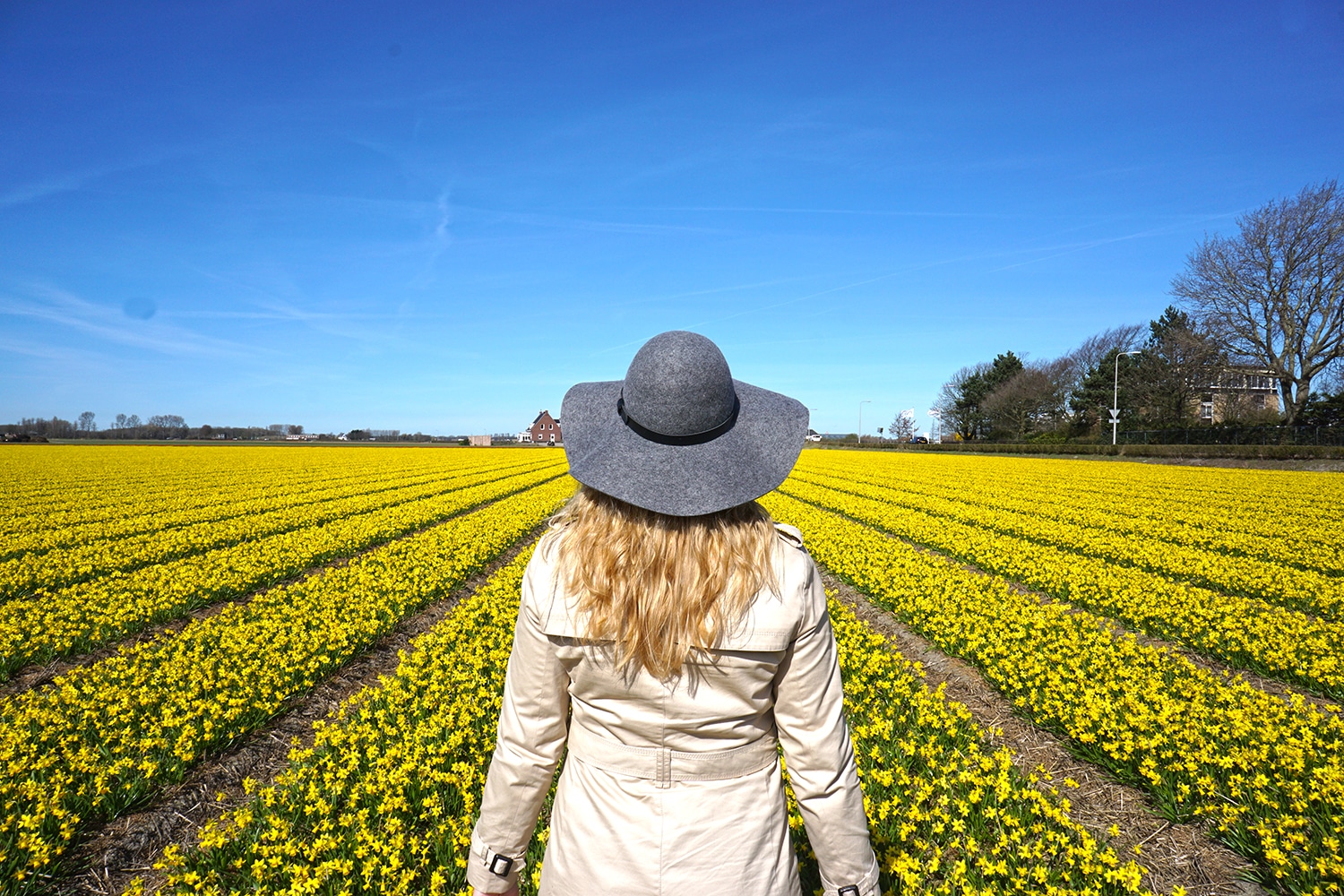 Keukenhof