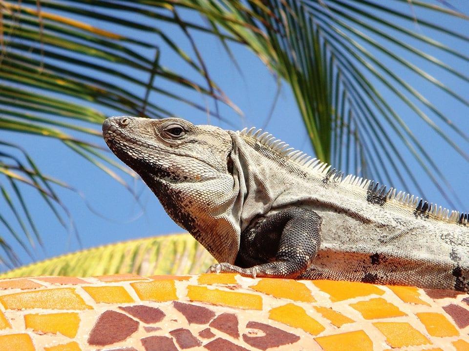 Mexico Iguana