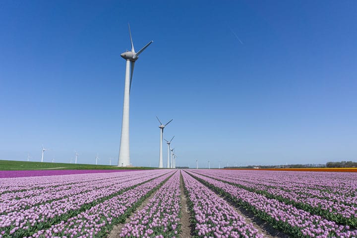 noordoostpolder flevoland tulpenroute lila