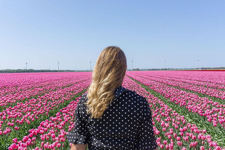 noordoostpolder flevoland tulpenroute tulpenfestival