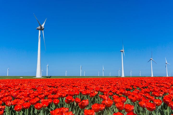 noordoostpolder tulpenroute flevoland rode tulpen