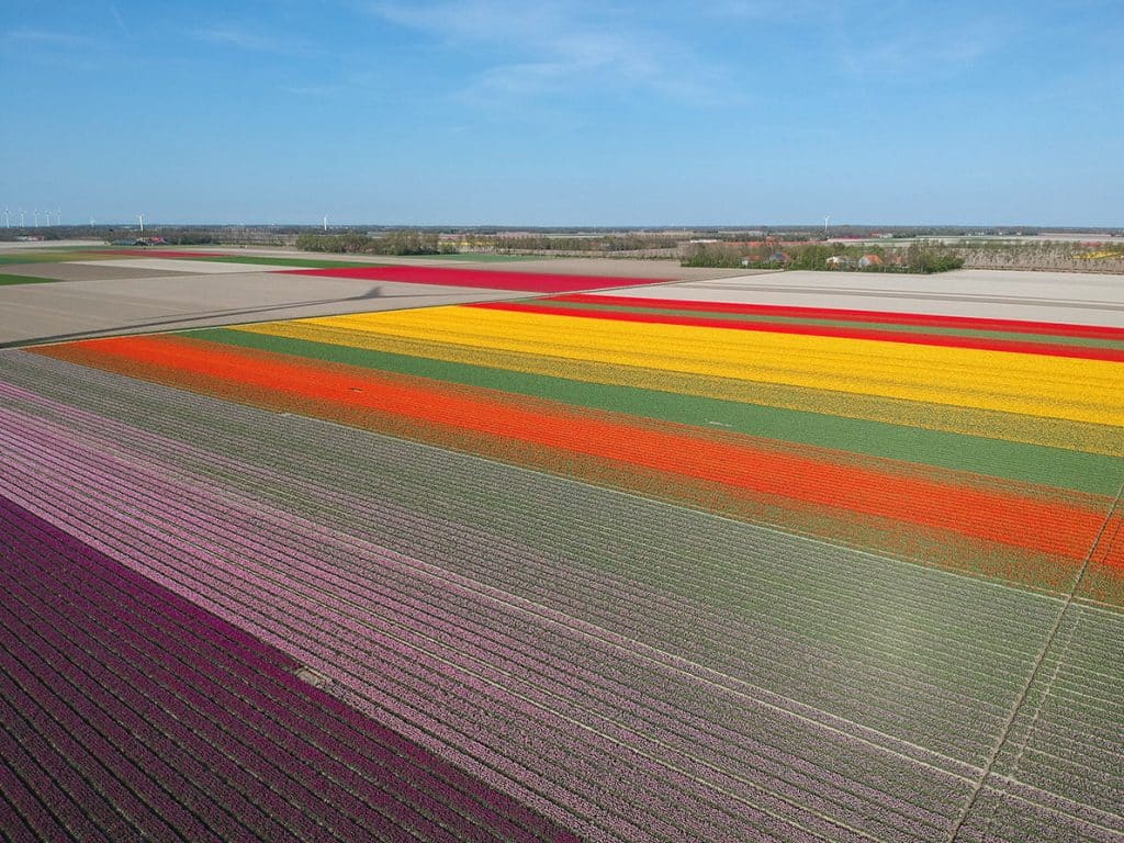 tulpenroute noordoostpolder flevoland