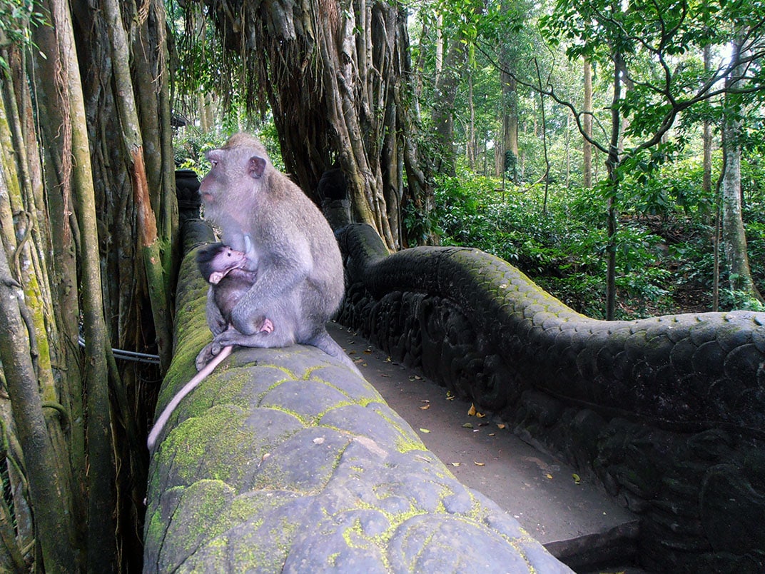Monkey Forest Ubud Bali