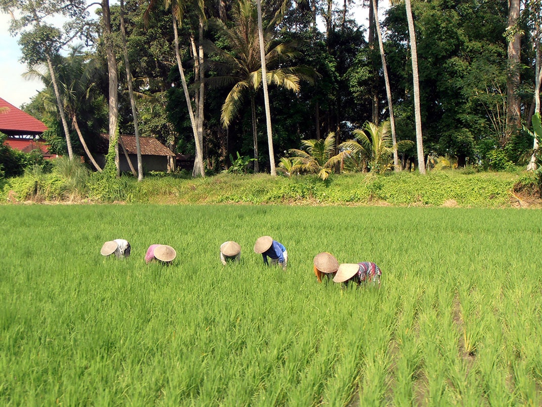 Rijstvelden Bali