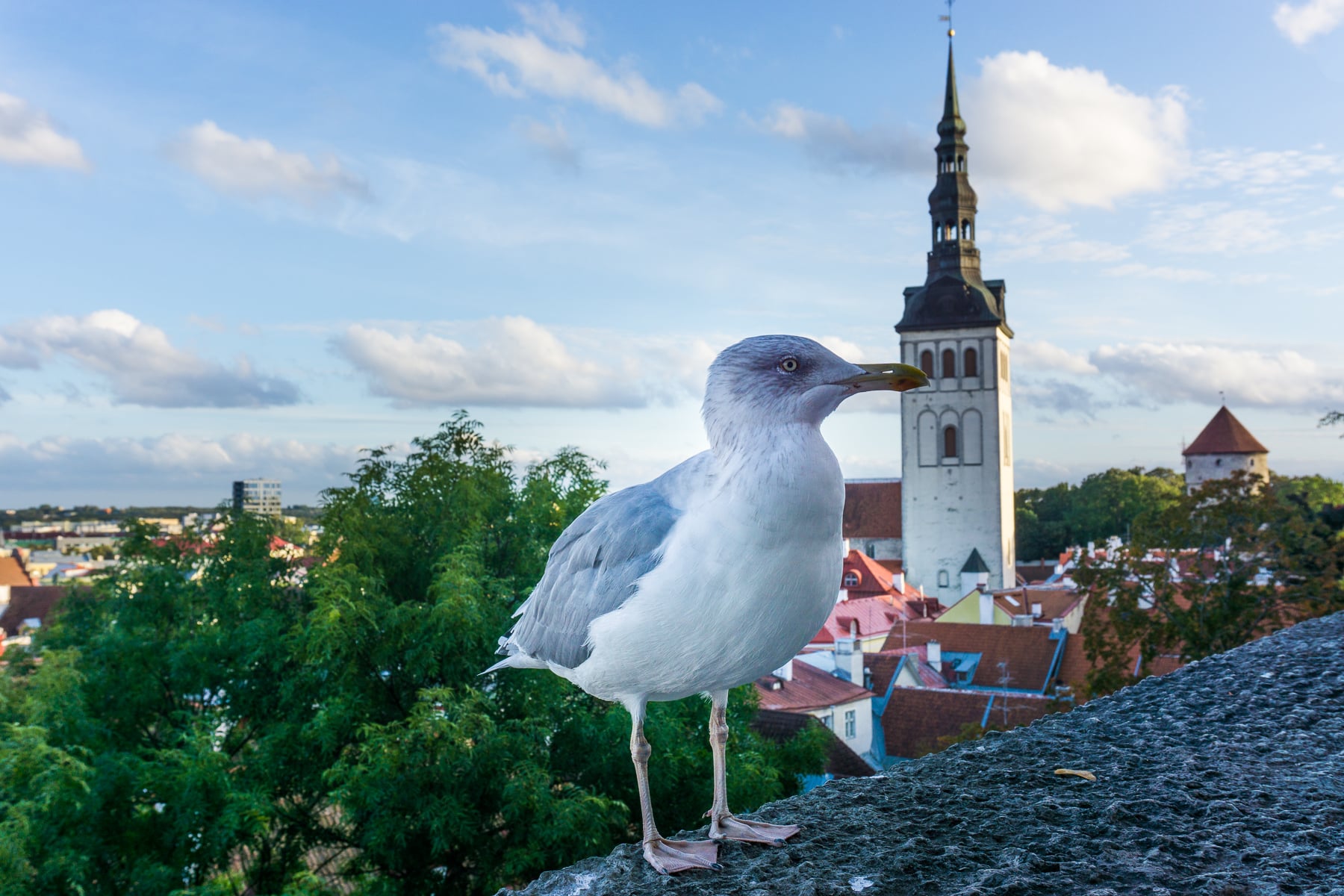 Tallinn-Estland-Kohtuotsa