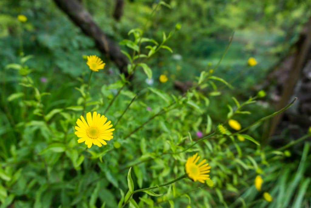 nationaal-park-kroatie-bloemen