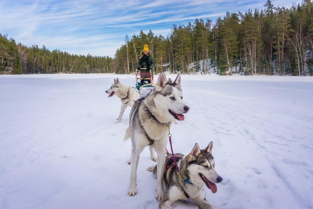 huskytocht-finland