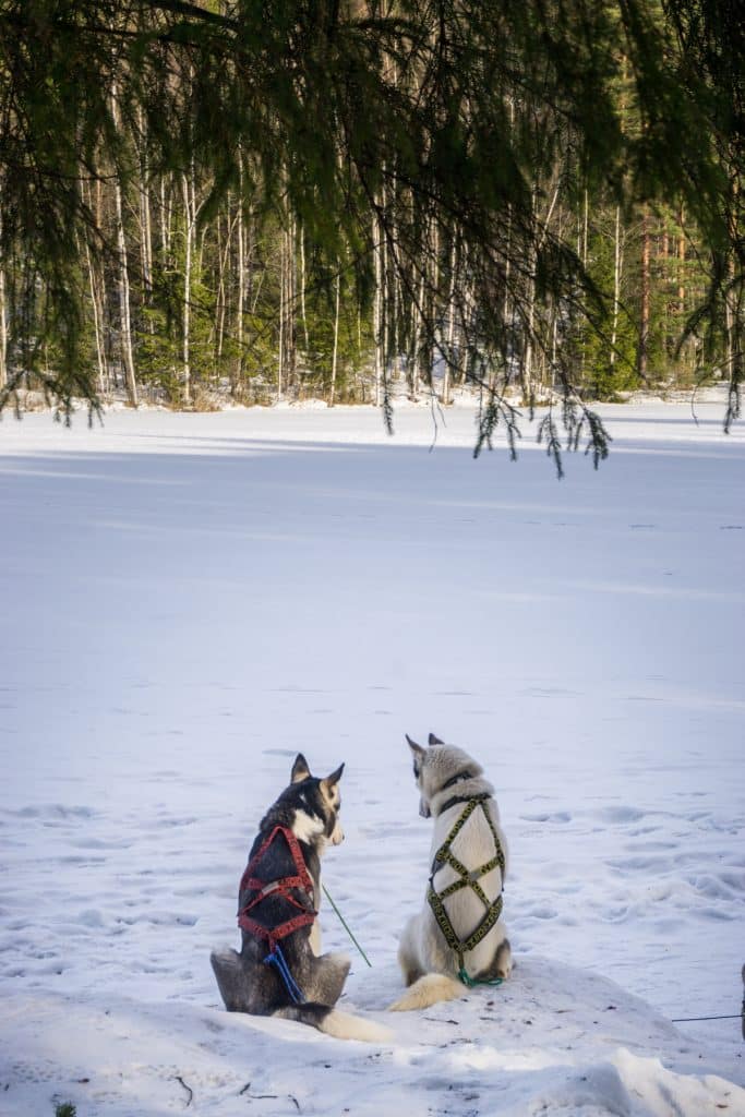 huskytocht finland nuuksio