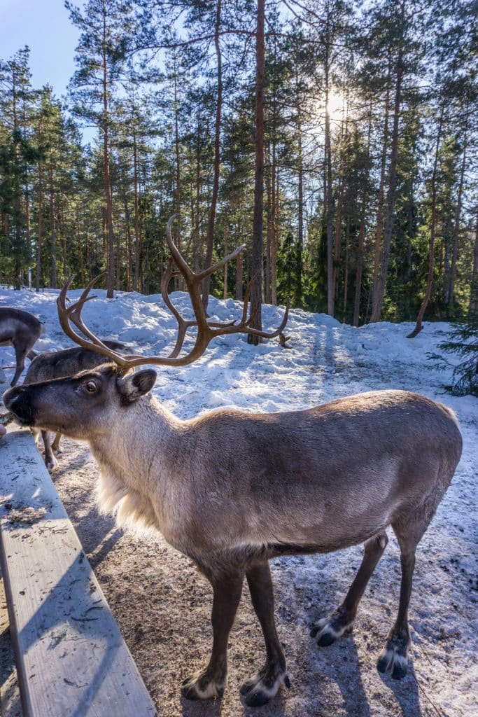 rendieren finland