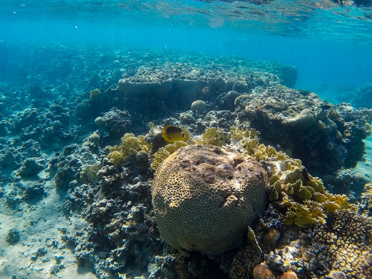 Snorkelen in Aqaba