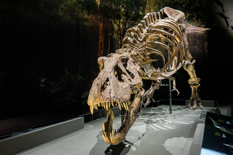 Leiden Naturalis 3