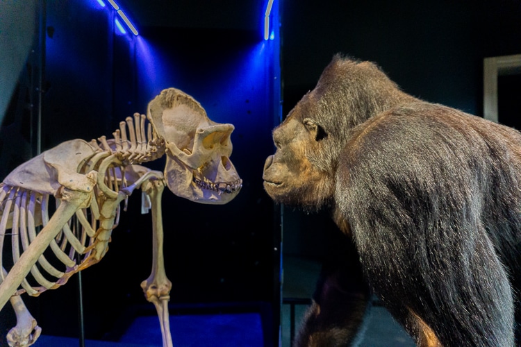 Naturalis in Leiden