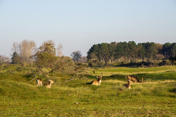 Amsterdamse Waterleidingduinen 4