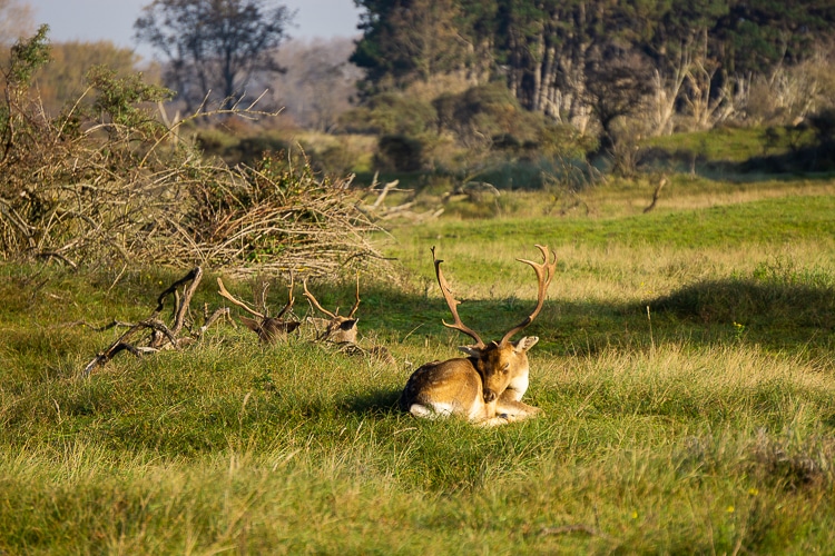 Damherten bij de Amsterdamse Waterleidingduinen