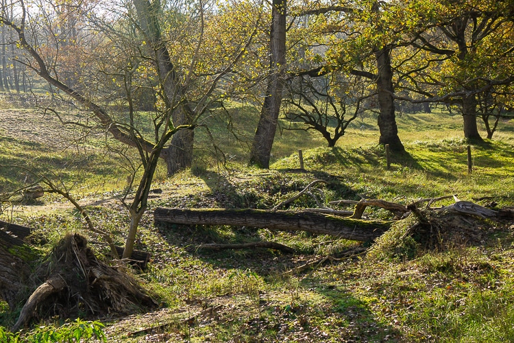 Bos in de Amsterdamse Waterleidingduinen