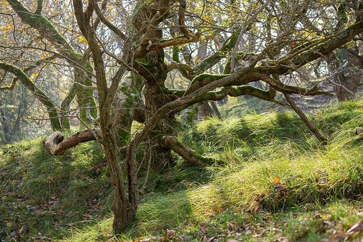 Bomen in de Amsterdamse Waterleidingduinen
