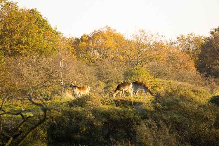 Damherten bij de Amsterdamse Waterleidingduinen
