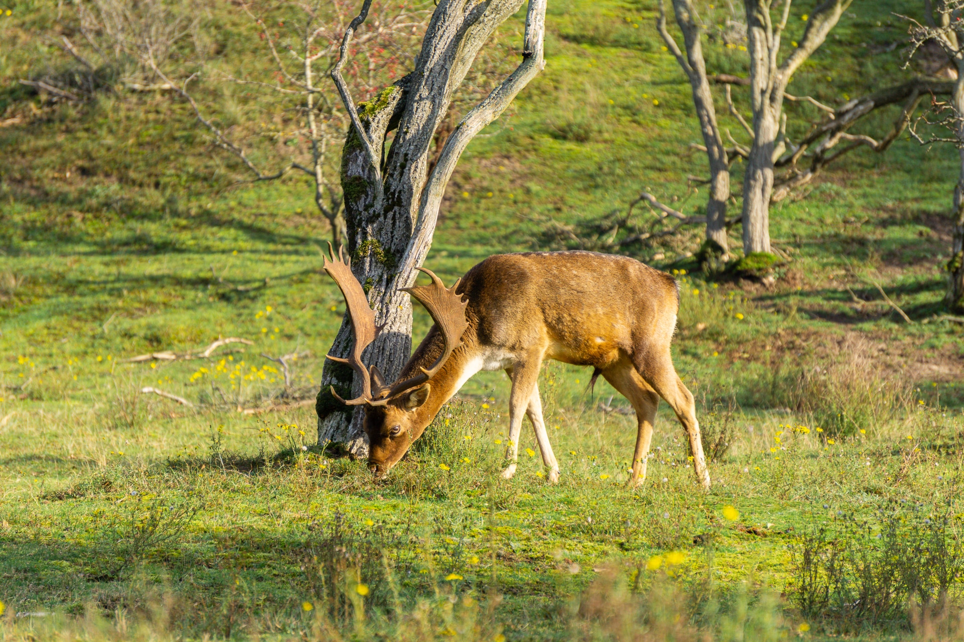 Amsterdamse-waterleidingduinen-bezoeken