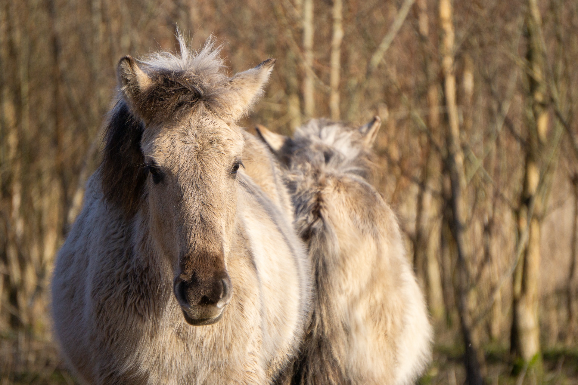 Nationaal-Park-Nieuw-Land-Oostervaardersplassen