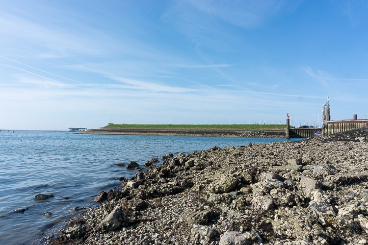 Oesters rapen in Yerseke
