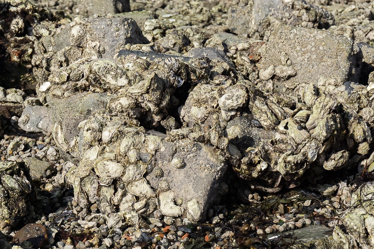 Oesters rapen in Zeeland.