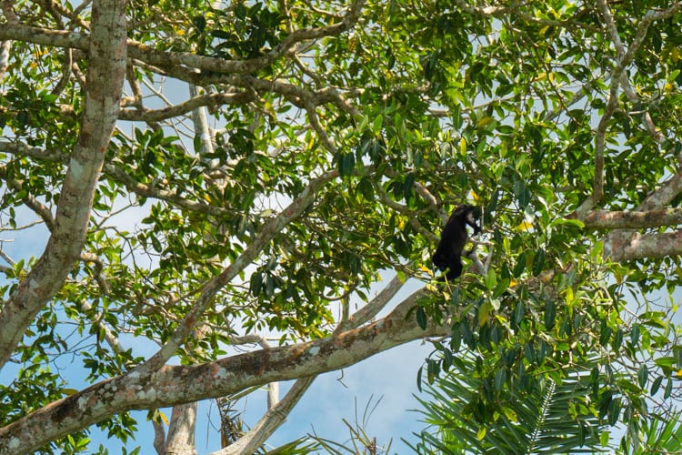 Gamboa Rainforest Reserve Panama