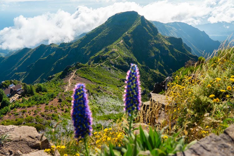 Madeira bloemeneiland