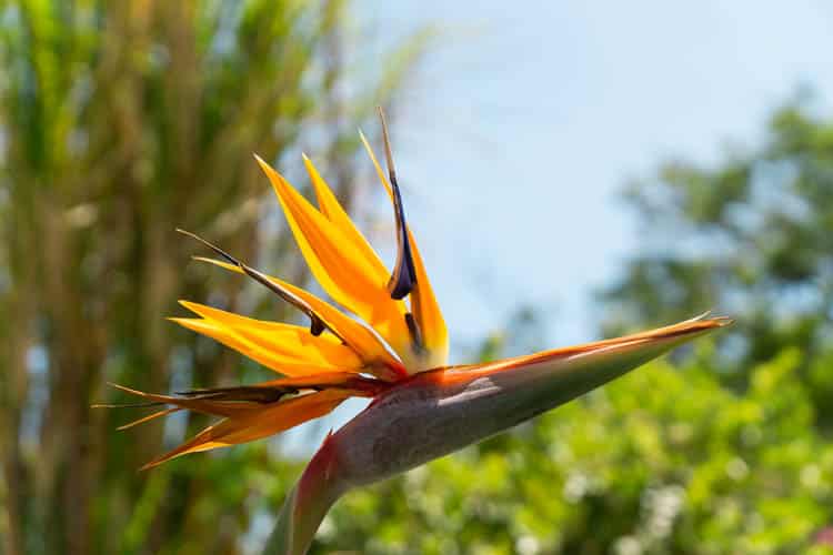 Madeira bloemeneiland