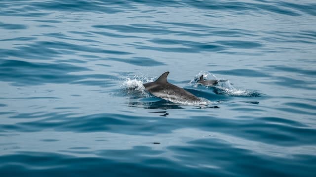 Dolfijnen op Madeira