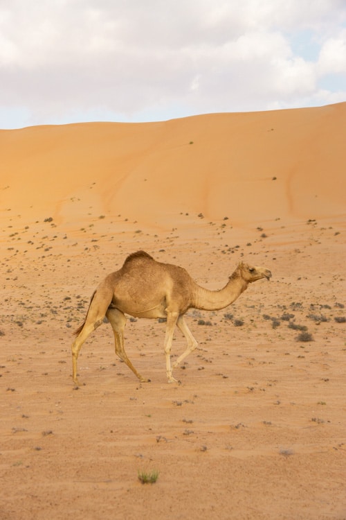 Dromedaris in de woestijn van Oman