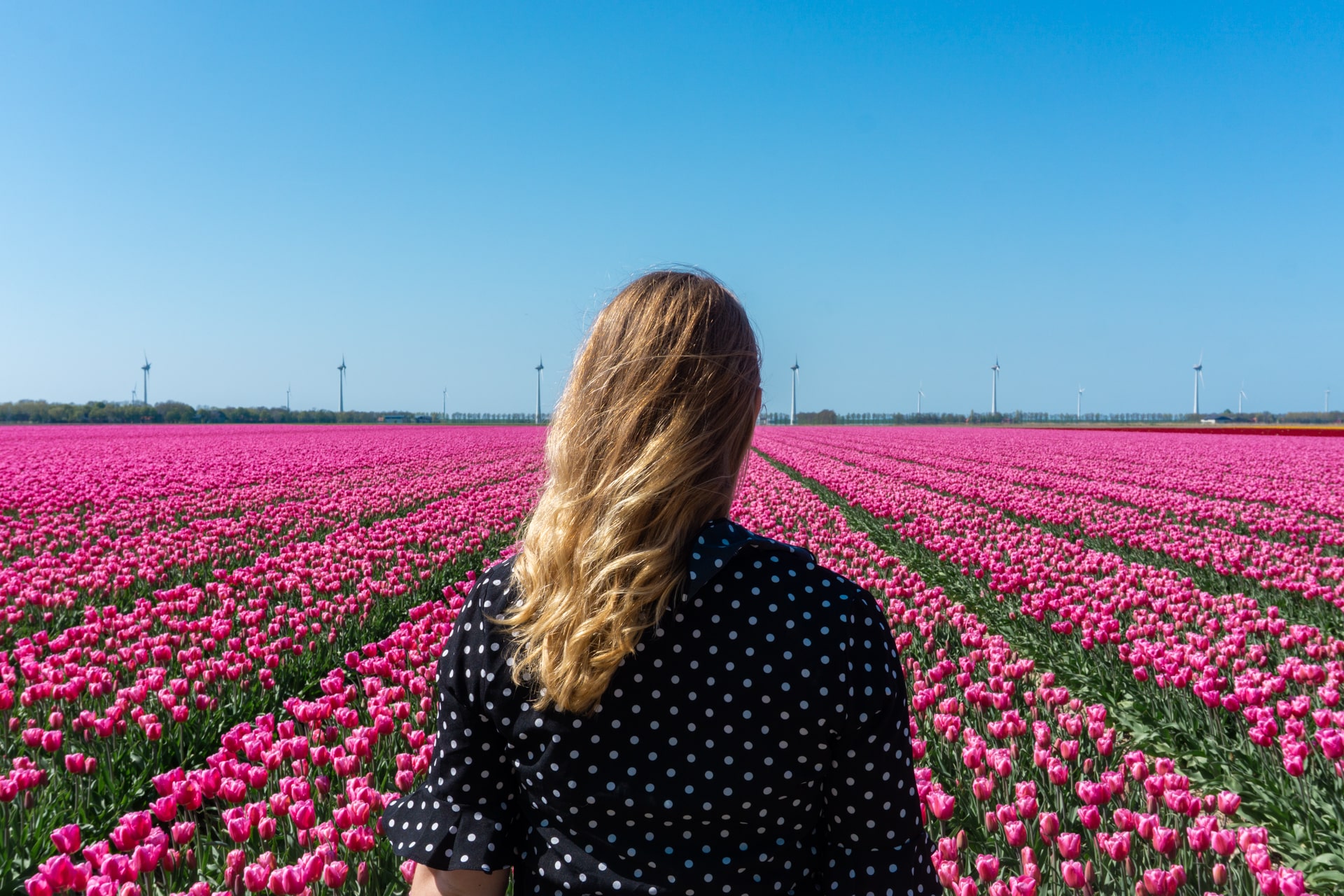 Een vrouw met lang blond haar en een zwart-wit stippenjurk kijkt uit over een uitgestrekt veld vol felroze tulpen onder een strakblauwe lucht. In de verte staan windmolens aan de horizon, wat het iconische Nederlandse landschap benadrukt tijdens de Tulpenroute.