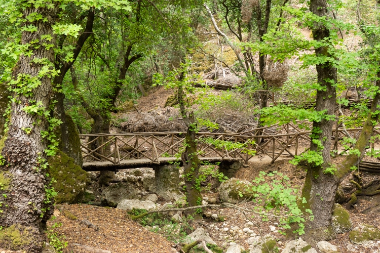 Brug en bomen in de Vlindervallei op Rhodos