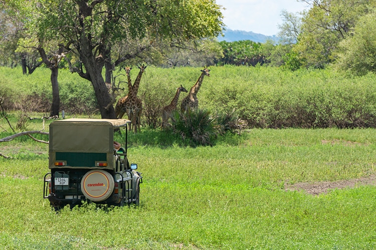 Safari in Tanzania