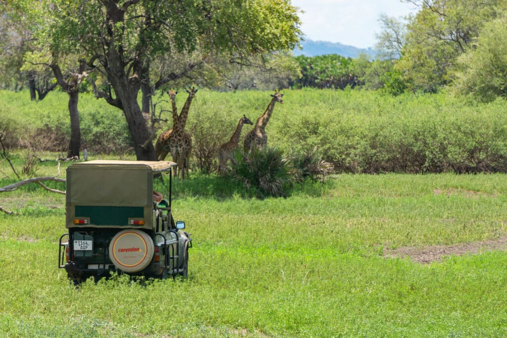 Korte safari in Tanzania