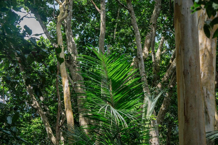Jozani Forest op Zanzibar