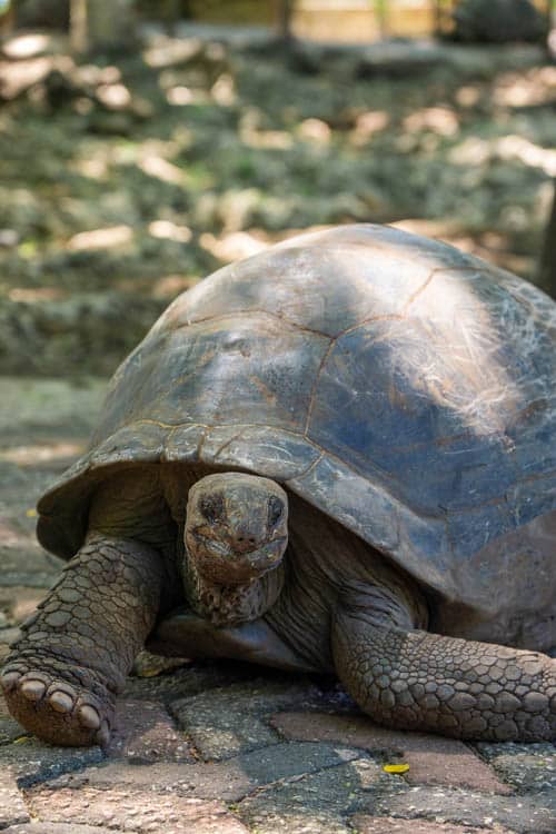 Prison island schildpadden