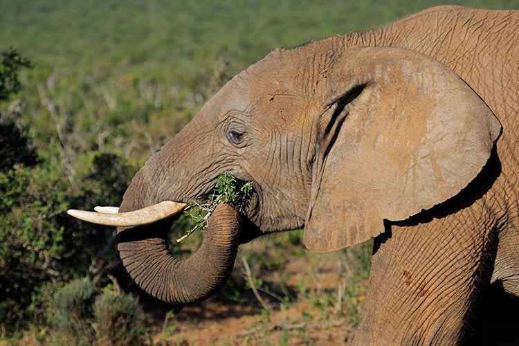 Zuid-Afrika rondreis Addo Elephant Park