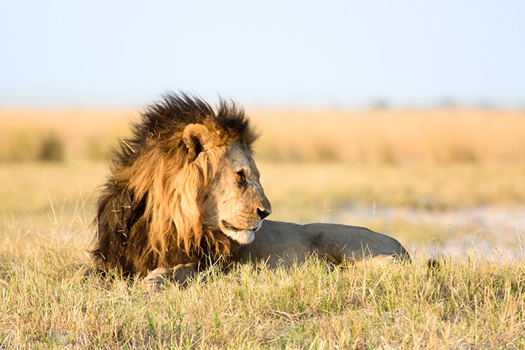 Rondreis Zuid-Afrika Krugerpark leeuw ligt in het gras