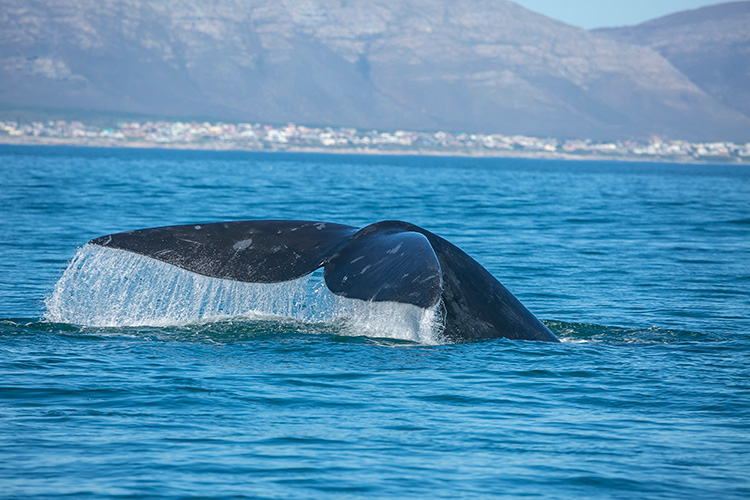 Hermanus Zuid-Afrika