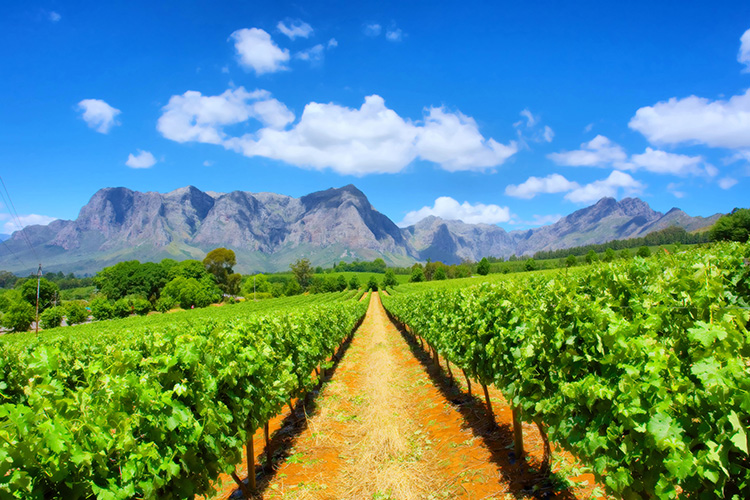 Stellenbosch Zuid-Afrika