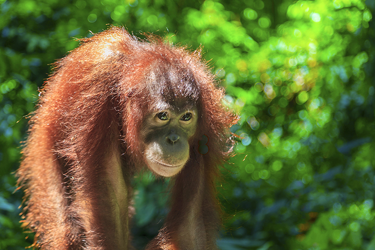 indonesie sumatra