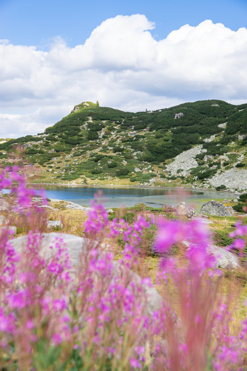 Bloemen, meer en bergen bij de Rila meren