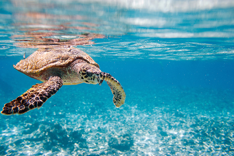 schildpad bij de damaniyat eilanden in Oman 
