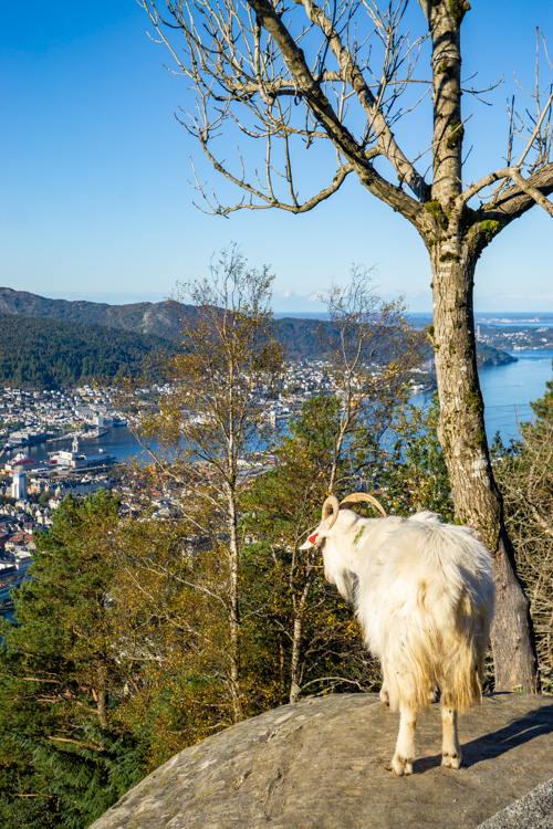 Fløyen