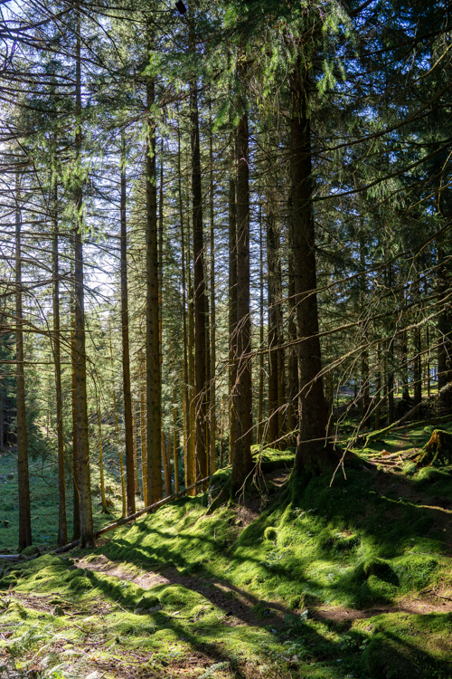 Mount Fløyen bos, Bergen, Noorwegen
