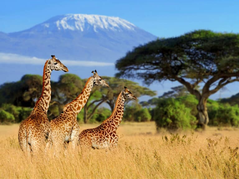 Kenia